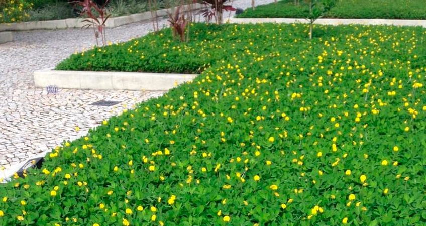 Grama Amendoim - Arachis Repens — foto 4