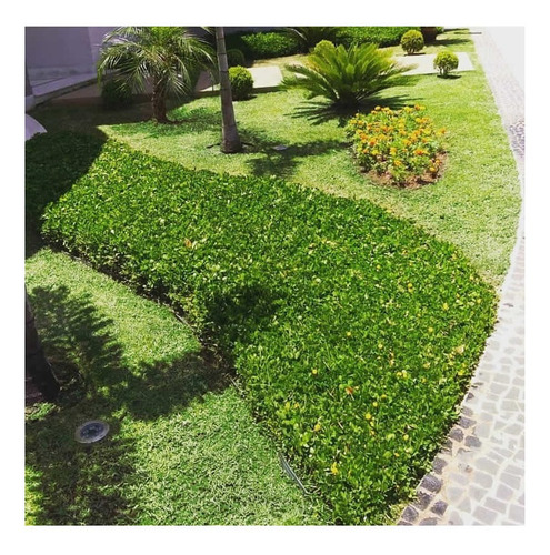 Grama Amendoim - Arachis Repens — foto 3