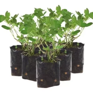 Grama Amendoim - Arachis Repens