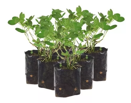 Grama Amendoim - Arachis Repens