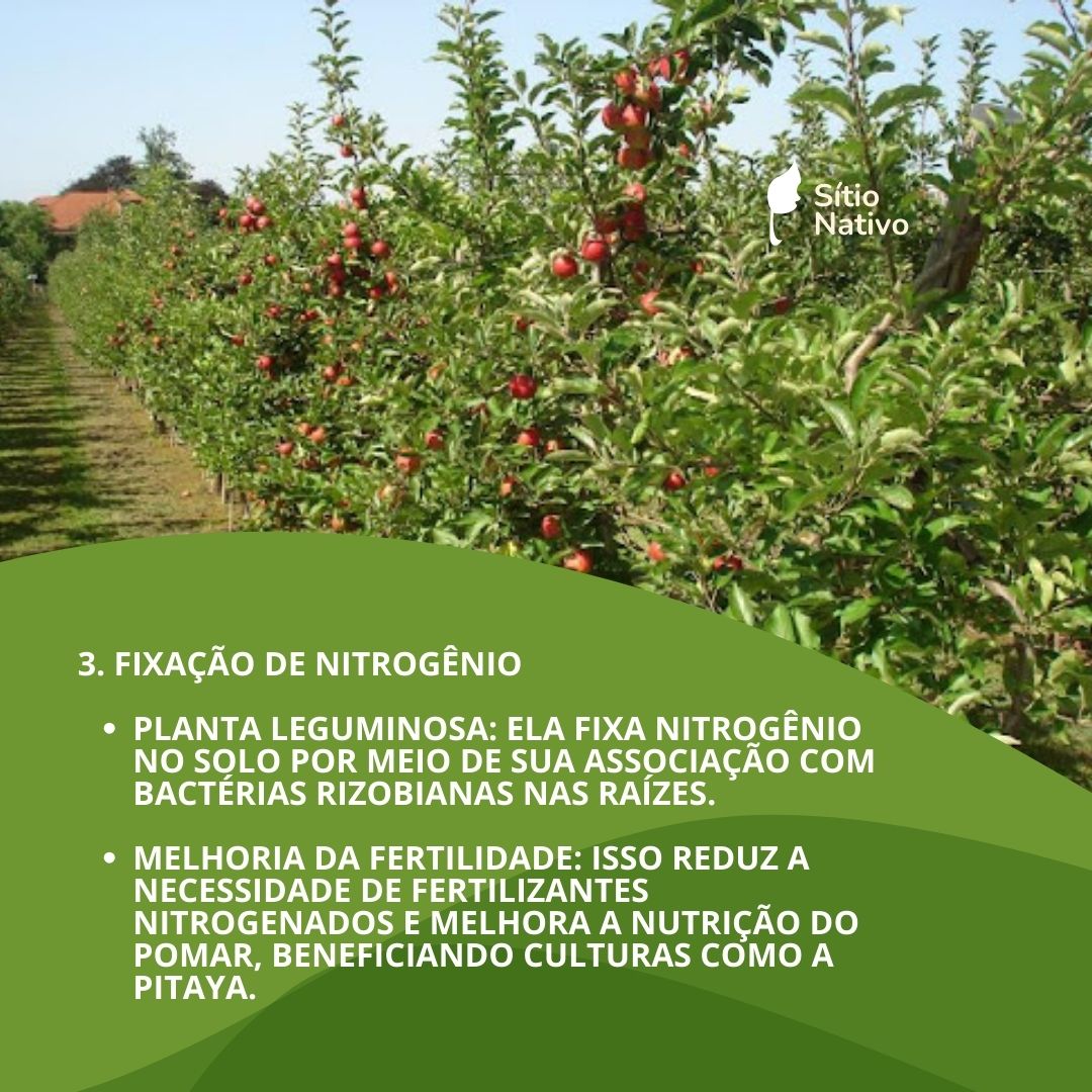 Grama Amendoim Raiz Nua Taludes, Pomares, Pastos — foto 5