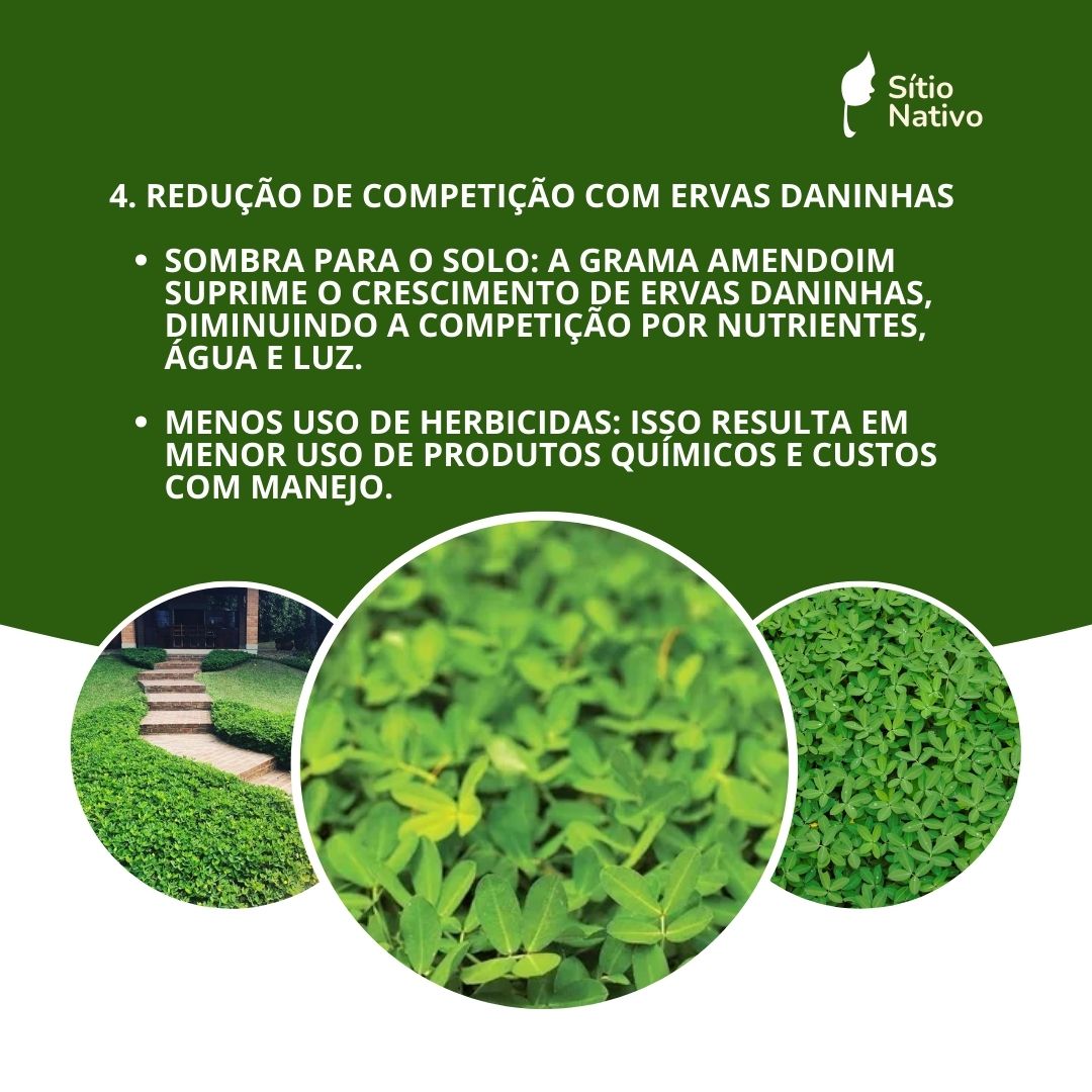 Grama Amendoim Raiz Nua Taludes, Pomares, Pastos — foto 6