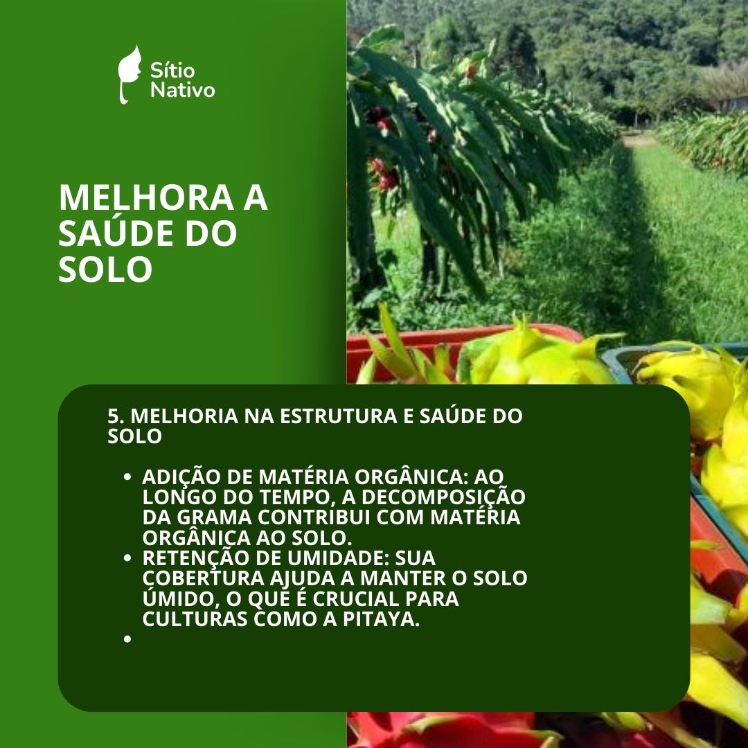 Grama Amendoim Raiz Nua Taludes, Pomares, Pastos — foto 7