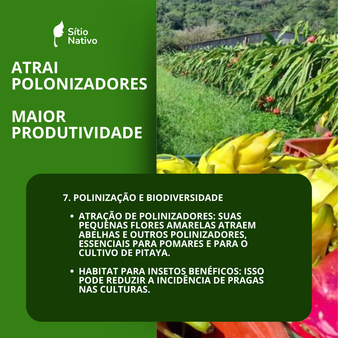 Grama Amendoim Raiz Nua Taludes, Pomares, Pastos — foto 9