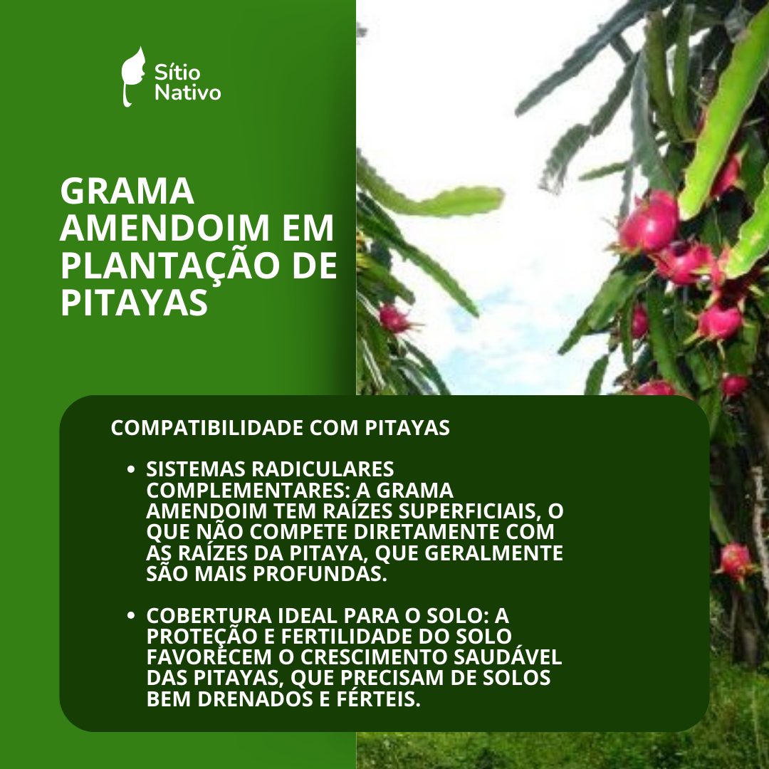Kit 10Mil Mudas Grama Amendoim Raiz Nua + Kit Fertiz Nativo — foto 6