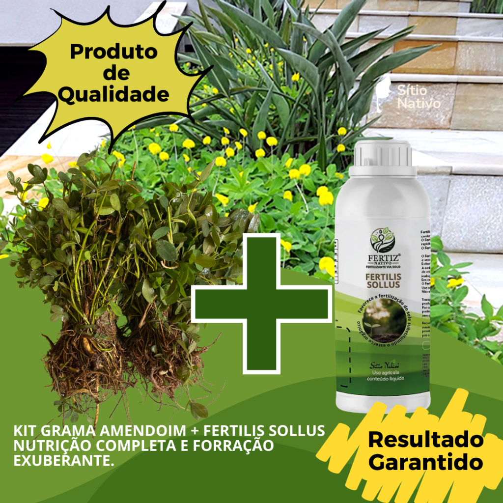Kit 3800 Mudas de Grama Amendoim Raiz Nua + Fertilis Sollus