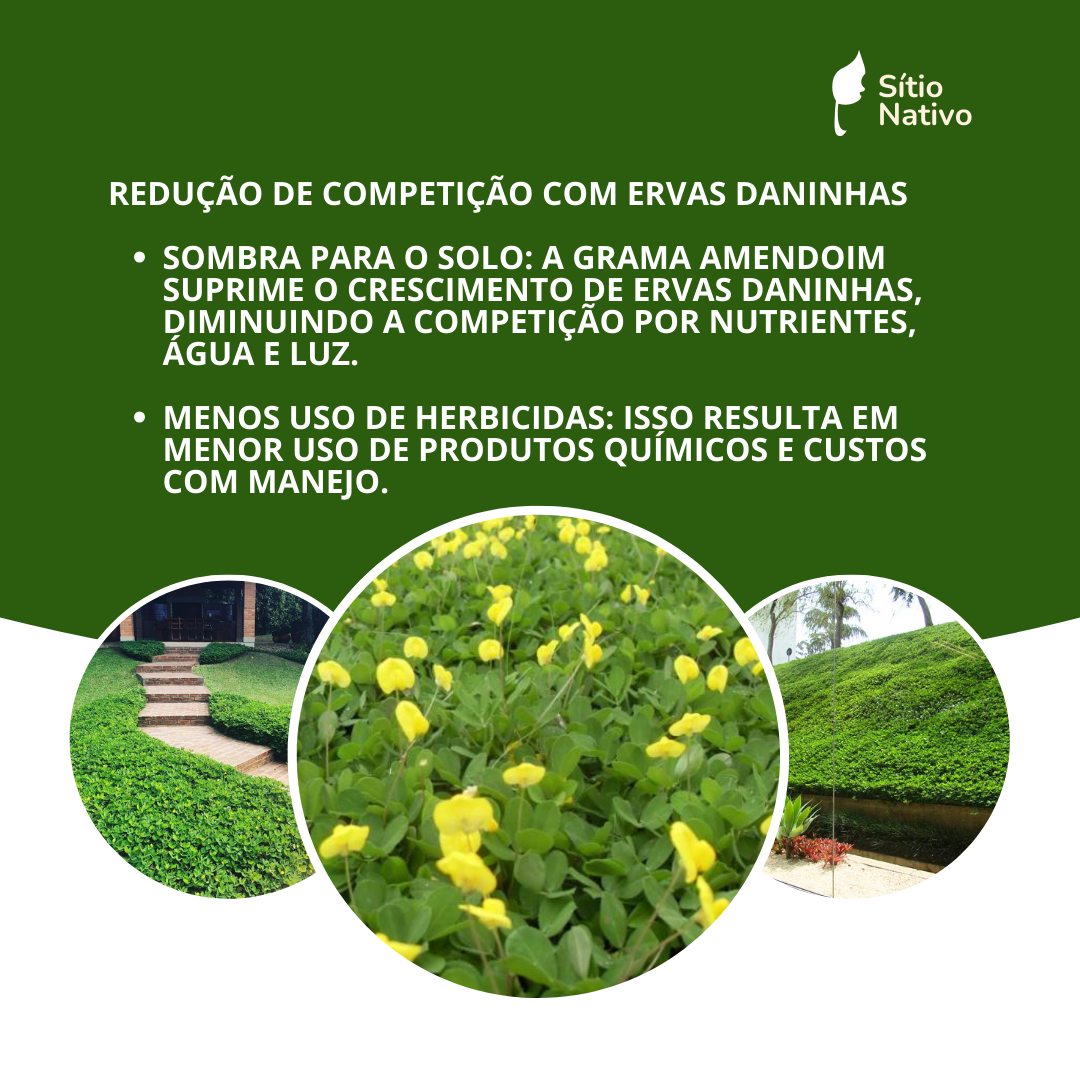 Kit 3800 Mudas de Grama Amendoim Raiz Nua + Fertilis Sollus — foto 3
