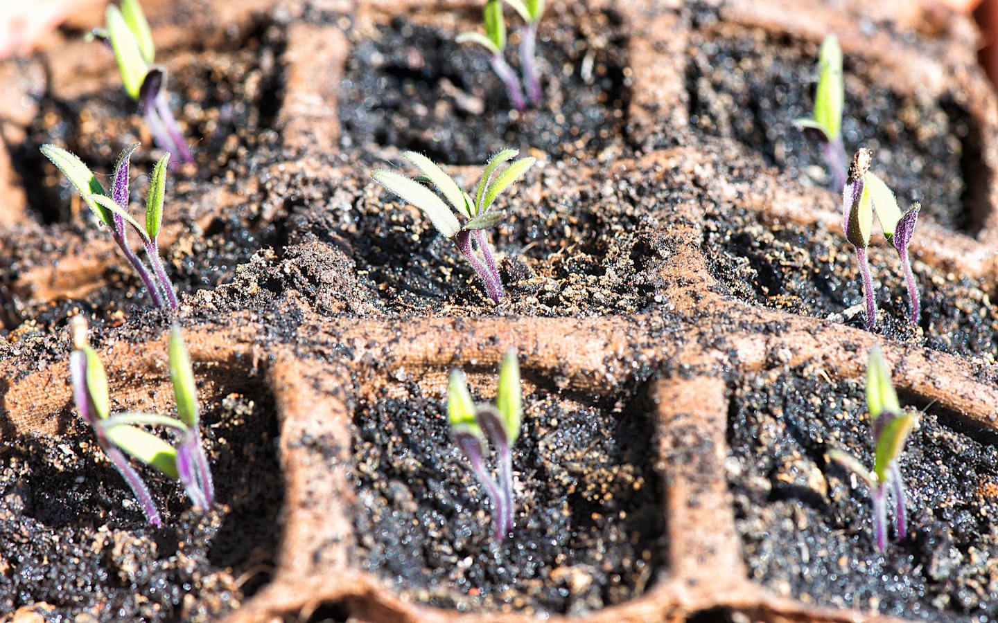 Sementes germinando numa bandeja de mudas