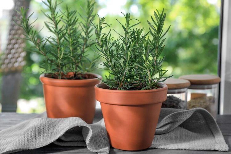 Alecrim, erva aromática versátil para tempero e medicina