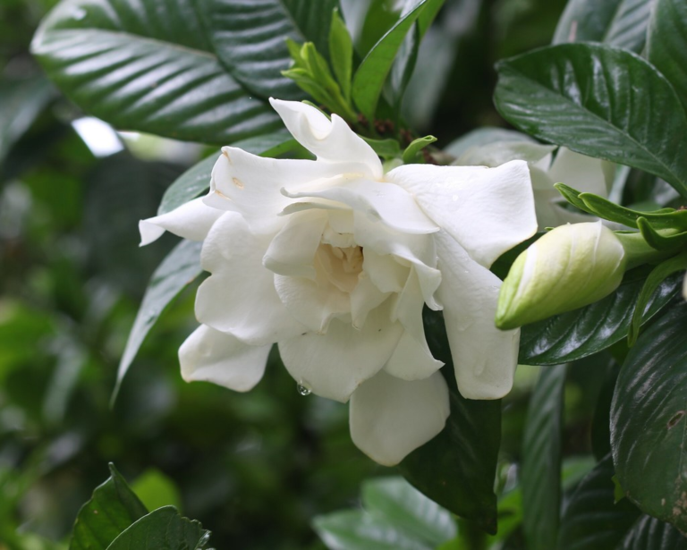 A Beleza Incomparável da Gardenia: Um Guia Completo para Cultivar essa Jóia Perfumada