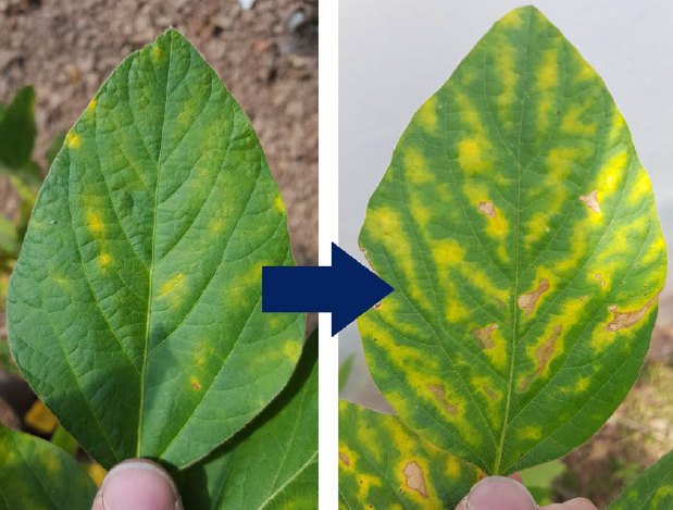 Adeus Plantas Amarelas! Descubra os perigos do excesso de adubo no seu jardim