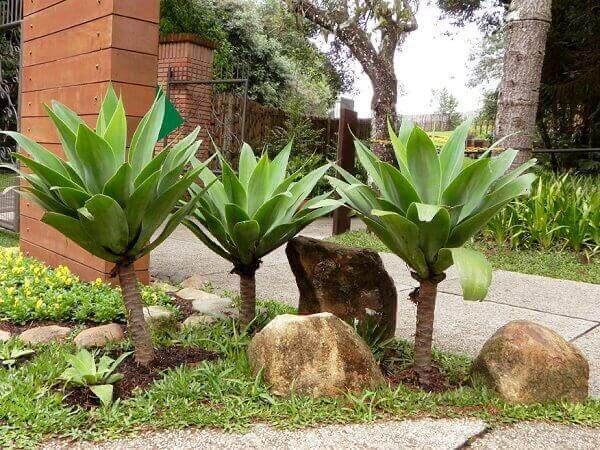 Agave Dragão, suculenta de folhas cerosas em roseta densa para vasos e jardins