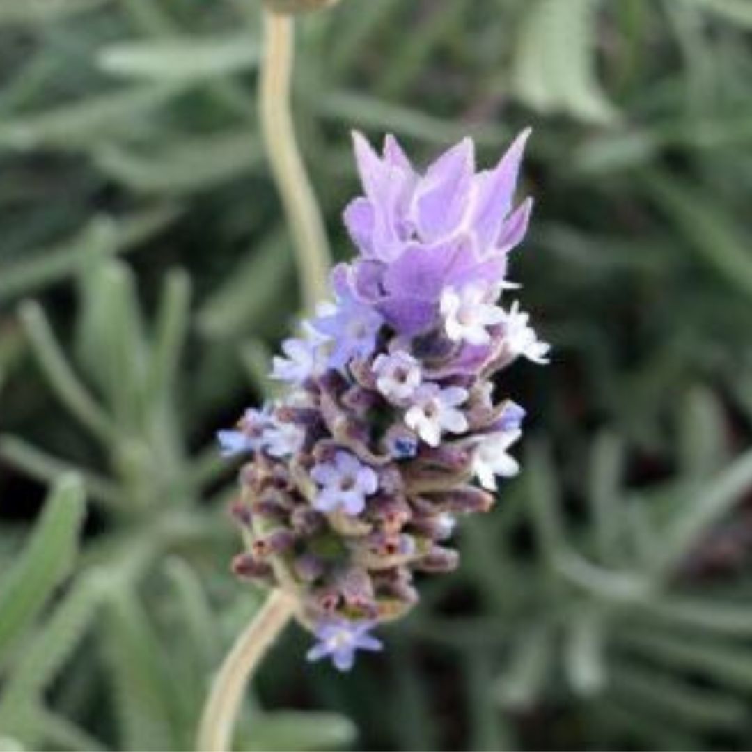 Alfazema, lavanda francesa com folhagem densa para sol pleno
