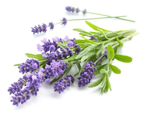 Alfazema, aromática e perfumada para sol pleno