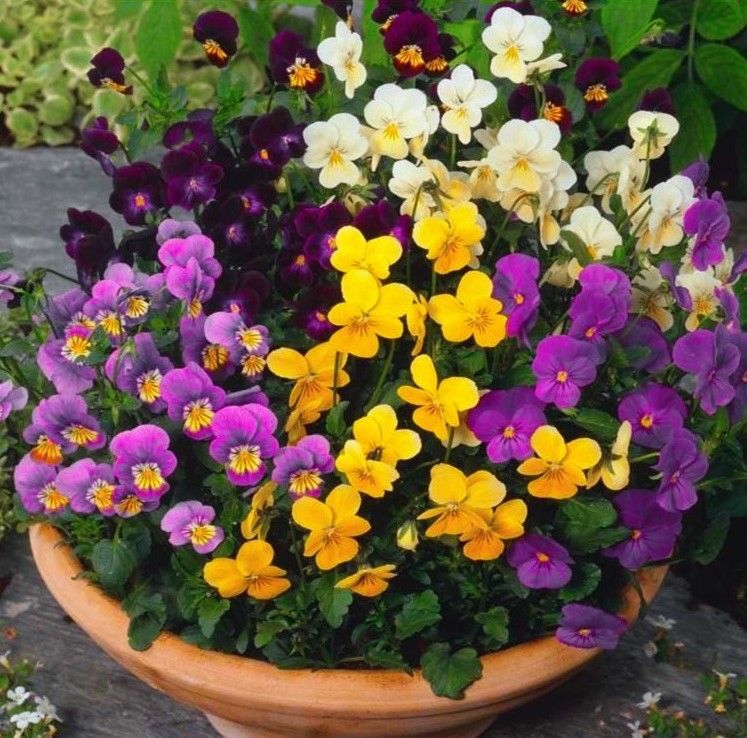 Amor Perfeito Liso, flor resistente para forrações