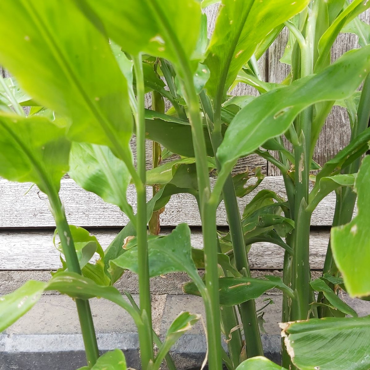 “Aprenda tudo sobre a planta mioga: como plantar, cultivar e seus benefícios”