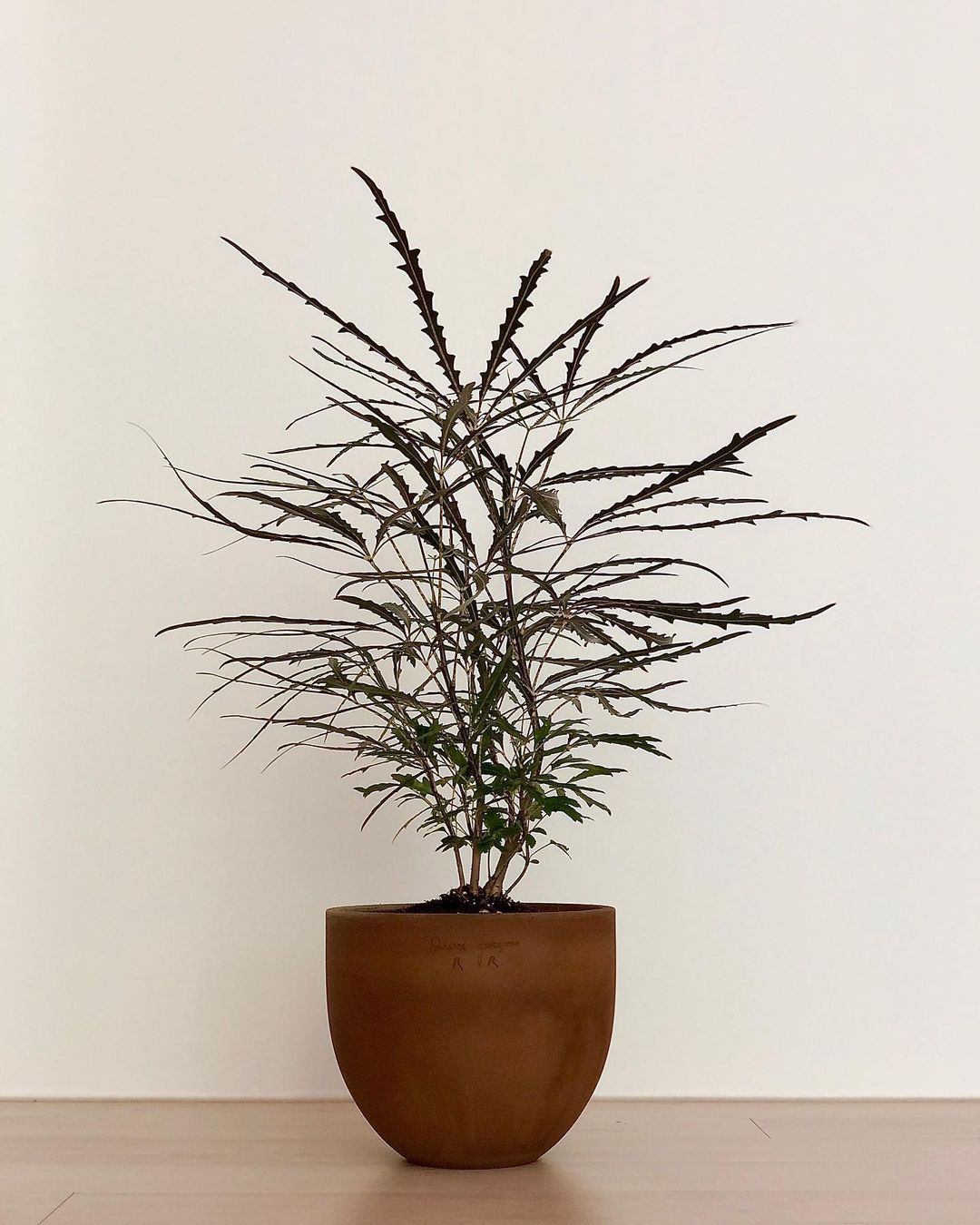 Aralia elegante – Dizygotheca elegantissima