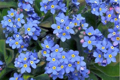 Azulão ou Azulzinho, flores aveludadas para forração rasteira