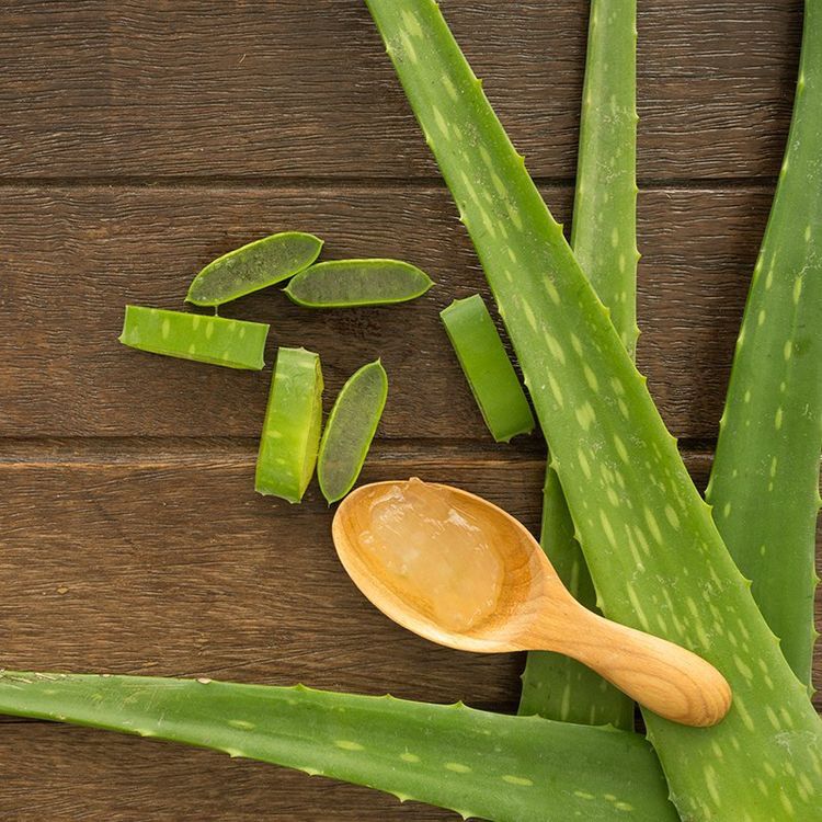 Babosa Aloe Vera, suculenta de folhas grossas e propriedades medicinais
