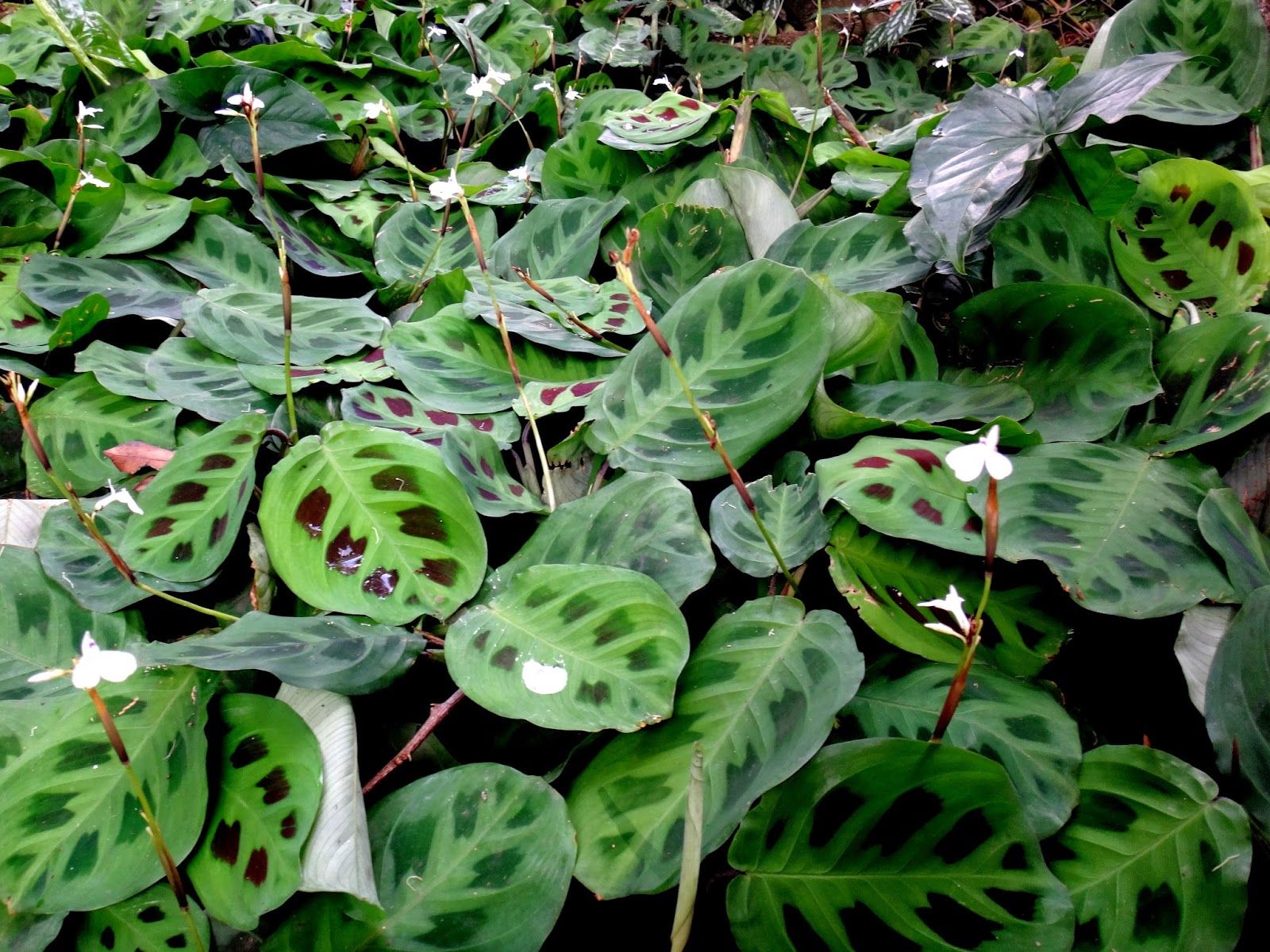 Barriga de Sapo Maranta leuconeura var. Kerchoveana