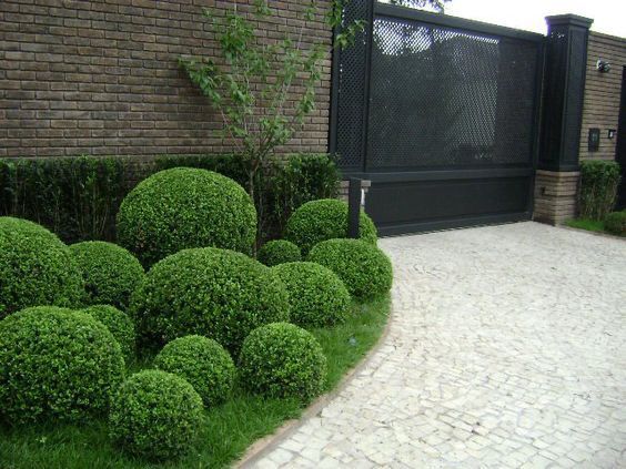 buxinho bola buxus sempervirens