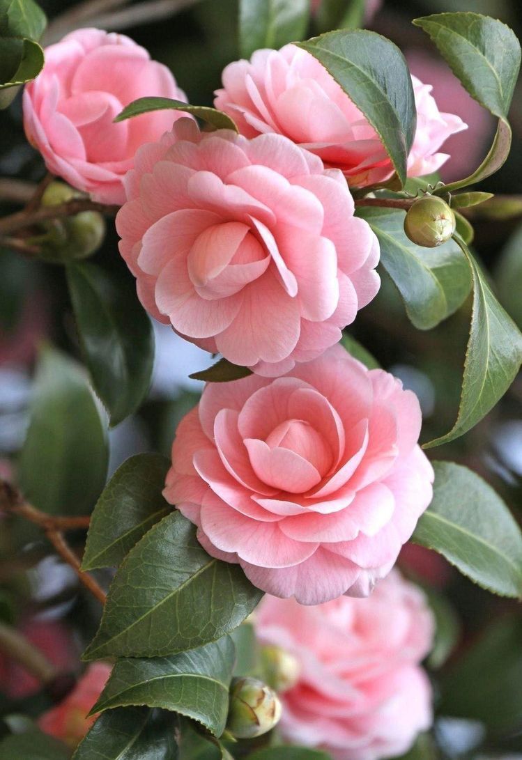 Camélia Japonica, flores exuberantes para sombra parcial