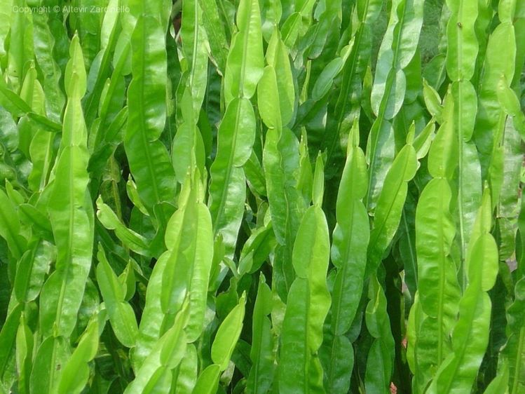 Carqueja, arbusto medicinal adaptável para chá e infusões