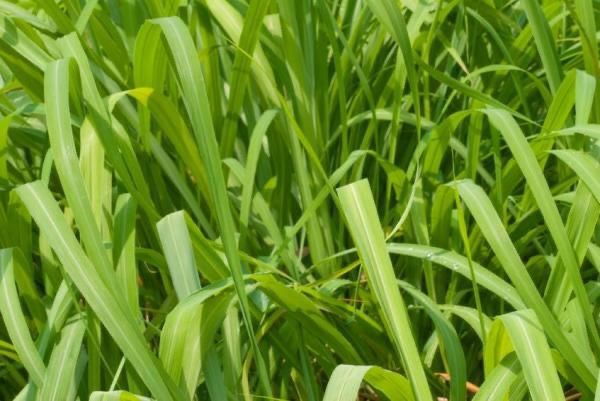 Citronela, repelente natural de insetos para vasos e jardim