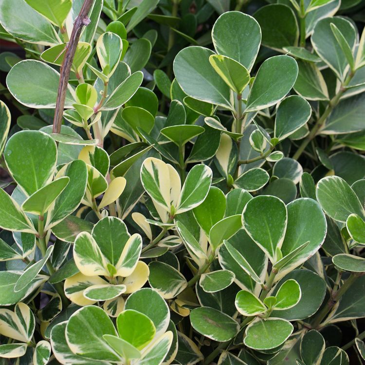 Clúsia Variegata – Clusia fluminensis Variegatum