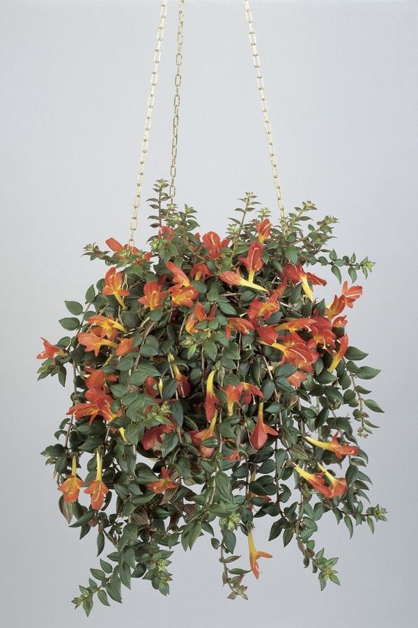 Columéia Peixinho – Nematanthus wettsteinii