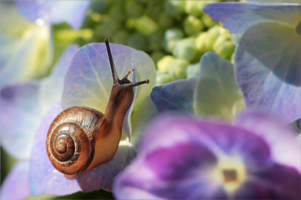 Como eliminar lesmas e caracóis do jardim e das plantas