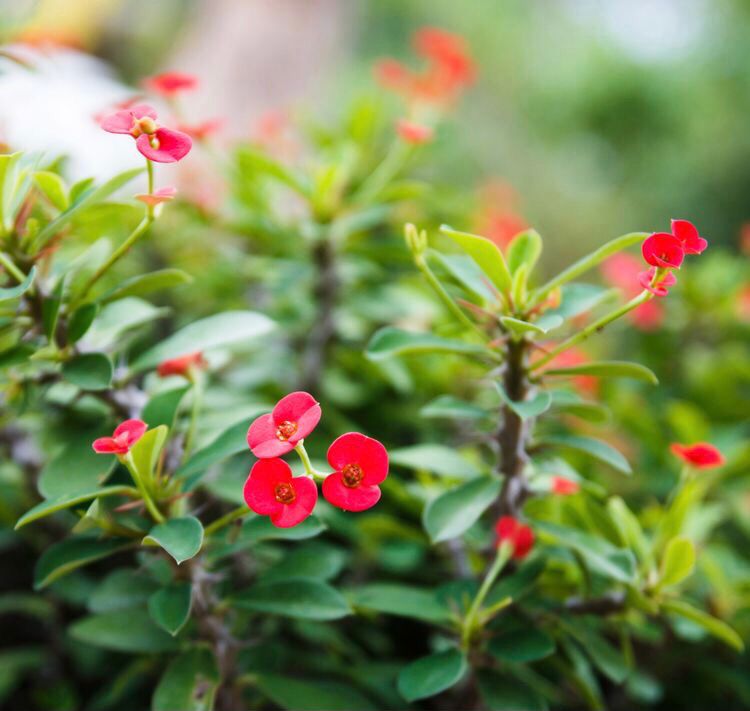Coroa de Cristo, Bem Casado – Euphorbia milii
