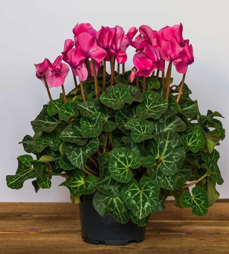 Cyclame Ciclame-da-Pérsia Cyclamen Persicum