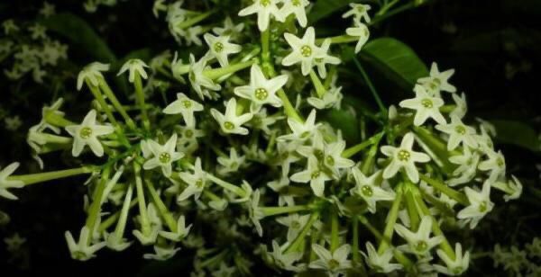 Dama da Noite, aroma inebriante para pergolado