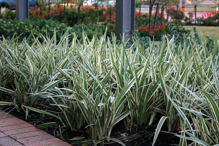 Dionela, forração versátil e luminosa para jardins