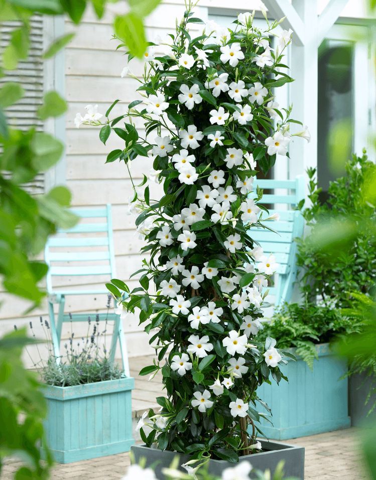Dipladênia Trepadeira – Mandevilla splendens