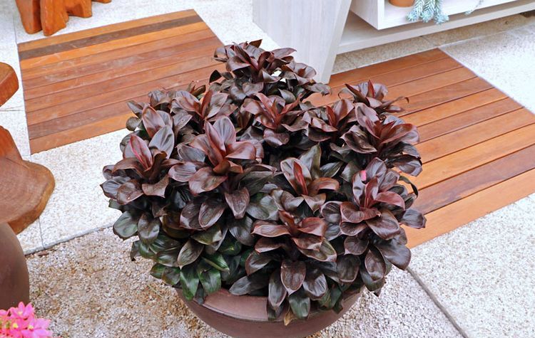 Dracena baby, elegante para interiores com boa iluminação