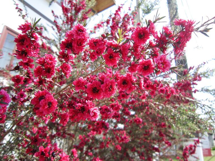 Erica Japonesa, flores duradouras para cerca viva e maciços