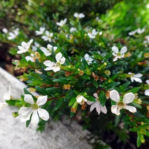 Érica Branca, flores delicadas para bordaduras e cerca viva