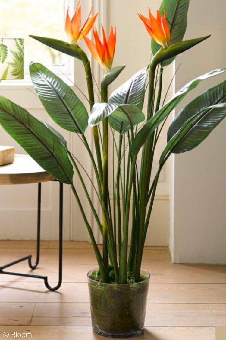 Estrelítzia, Ave-do-paraíso – Strelitzia Reginae