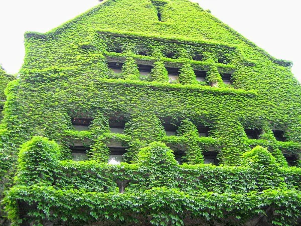 Falsa Vinha, trepadeira de folhagem ornamental para pergolados e muros