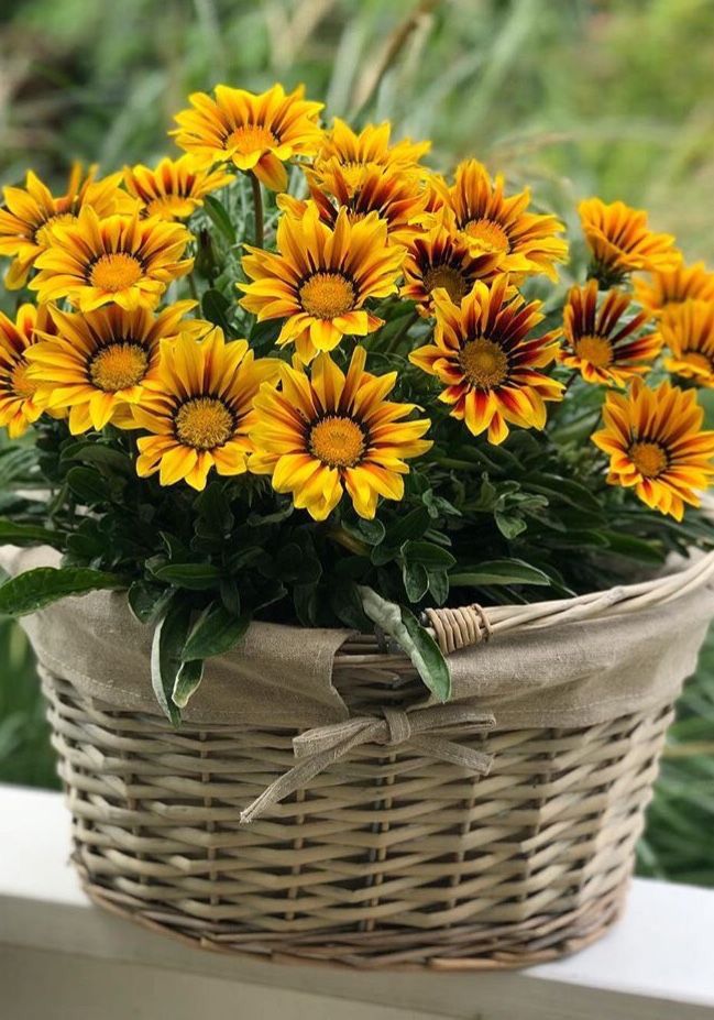 Flor Gazânia, cores vibrantes para sol pleno em canteiros