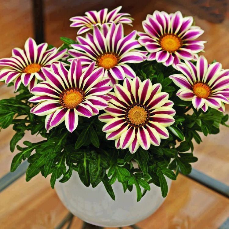 Flor Gazânia – Gazania rigens; Gazania splendens