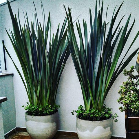 Formio (Phormium Tenax) mudas Raiz Nua Espécie: Verde