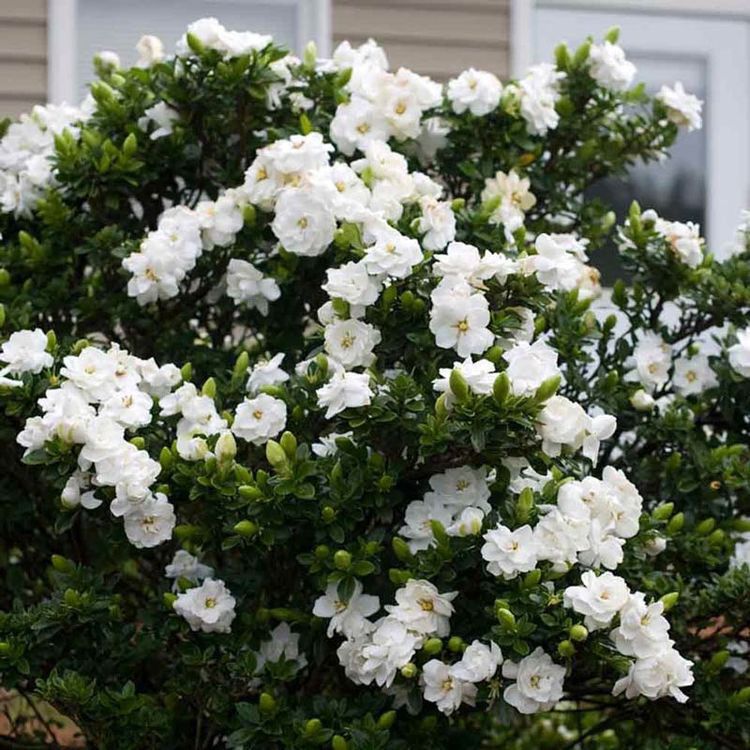 Gardênia Branca, flores perfumadas para ornamentação de jardins