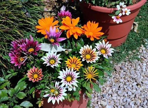 Gazania, flores vibrantes e resistentes para bordaduras ensolaradas