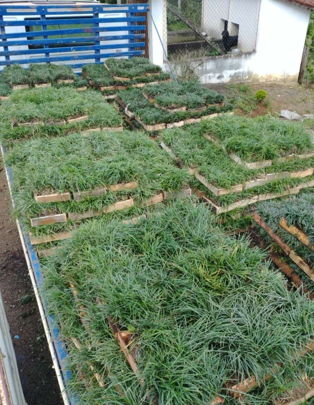 Grama Preta, forração baixa para bordaduras sem manutenção