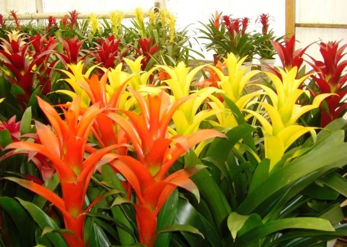 guia completo para cuidar da bromélia guzmania dicas para cultivo em vasos e troncos de árvores