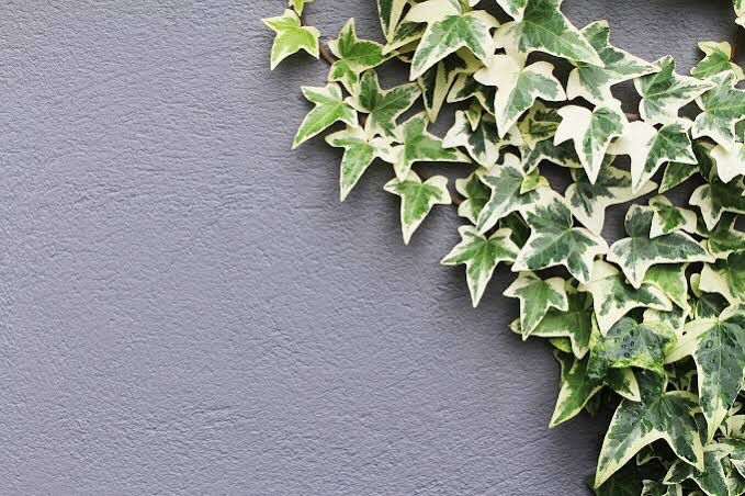 Hera Estrela Variegata, versátil para pergolados e forrações