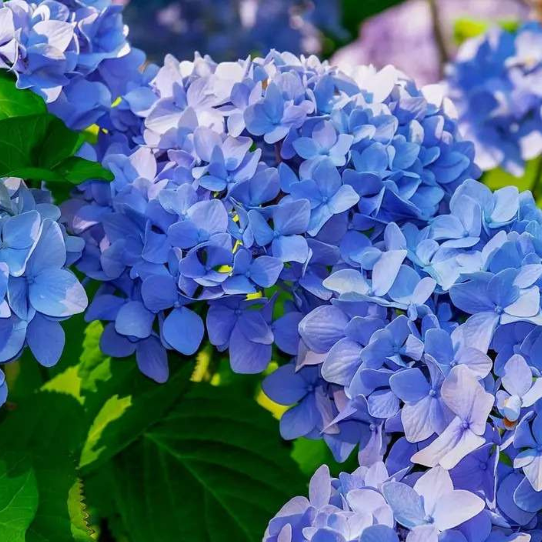 Hortênsia, arbusto florífero em múltiplas cores para bordaduras e cerca viva